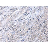 Immunohistochemistry - ATF6 Antibody from Signalway Antibody (43444) - Antibodies.com