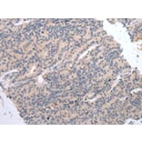 Immunohistochemistry - DVL3 Antibody from Signalway Antibody (43454) - Antibodies.com