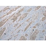 Immunohistochemistry - GLI2 Antibody from Signalway Antibody (43461) - Antibodies.com