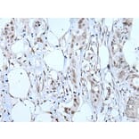 TBX6 Antibody from Signalway Antibody (43507) - Antibodies.com