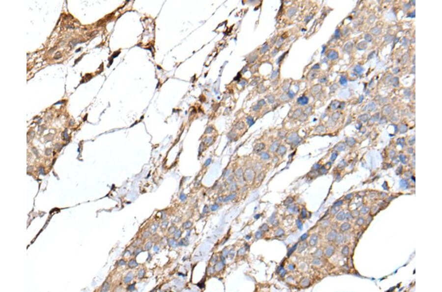 IL20 Antibody from Signalway Antibody (43508) - Antibodies.com