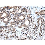 IRF4 Antibody from Signalway Antibody (43509) - Antibodies.com
