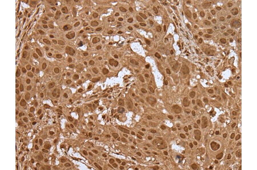 ELF1 Antibody from Signalway Antibody (43514) - Antibodies.com