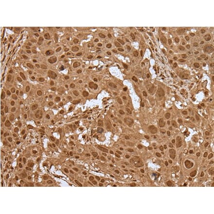 ELF1 Antibody from Signalway Antibody (43514) - Antibodies.com