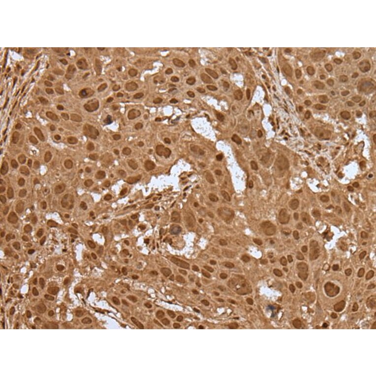 ELF1 Antibody from Signalway Antibody (43514) - Antibodies.com