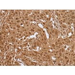 ELF1 Antibody from Signalway Antibody (43514) - Antibodies.com