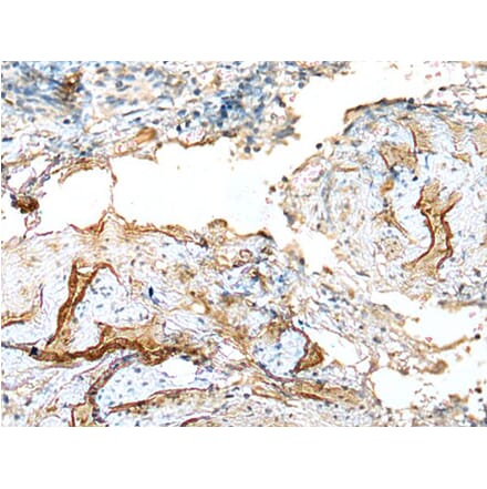 LDHD Antibody from Signalway Antibody (43520) - Antibodies.com