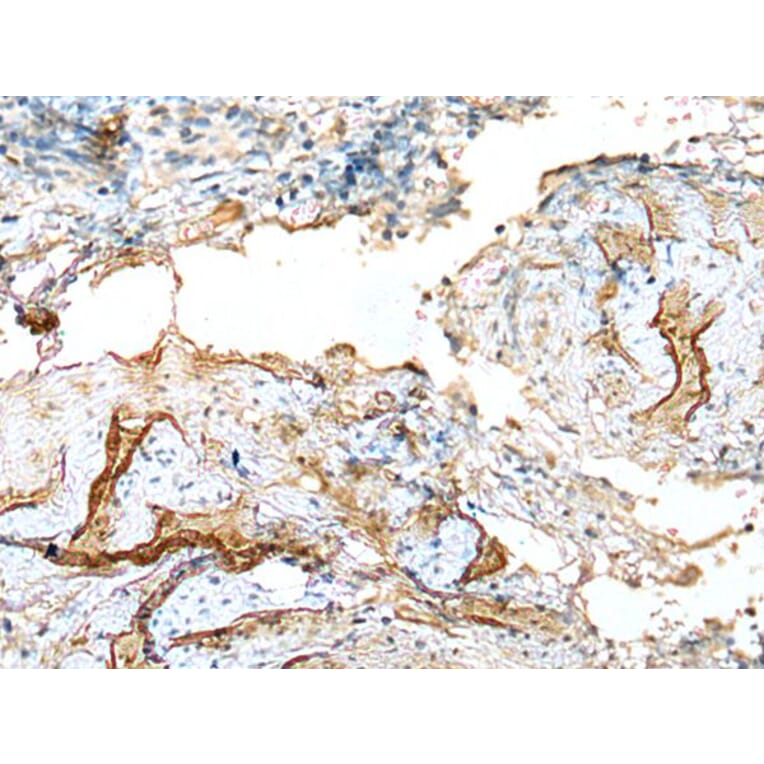 LDHD Antibody from Signalway Antibody (43520) - Antibodies.com
