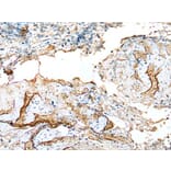 LDHD Antibody from Signalway Antibody (43520) - Antibodies.com