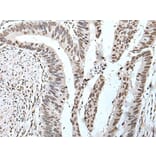 POT1 Antibody from Signalway Antibody (43524) - Antibodies.com