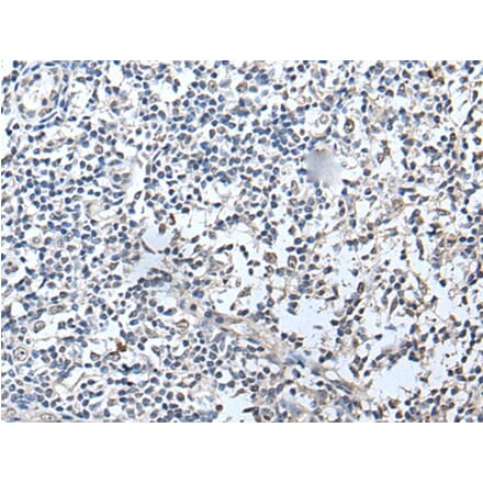 RERG Antibody from Signalway Antibody (43532) - Antibodies.com