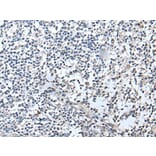 RERG Antibody from Signalway Antibody (43532) - Antibodies.com