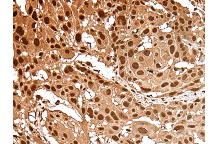 GAR1 Antibody from Signalway Antibody (43554) - Antibodies.com