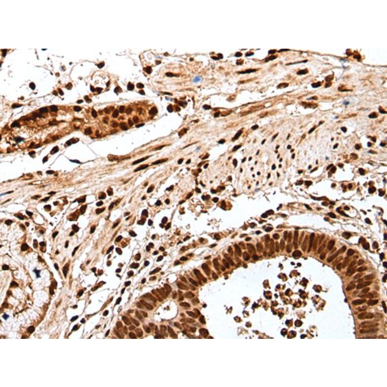 GAR1 Antibody from Signalway Antibody (43554) - Antibodies.com