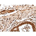 GAR1 Antibody from Signalway Antibody (43554) - Antibodies.com