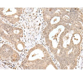 SNF8 Antibody from Signalway Antibody (43562) - Antibodies.com