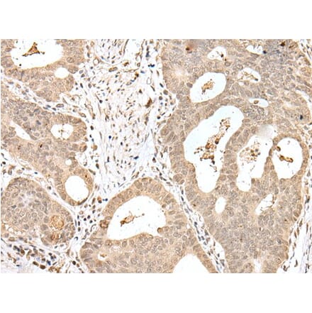 SNF8 Antibody from Signalway Antibody (43562) - Antibodies.com