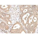 SNF8 Antibody from Signalway Antibody (43562) - Antibodies.com