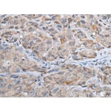 DPM1 Antibody from Signalway Antibody (43564) - Antibodies.com