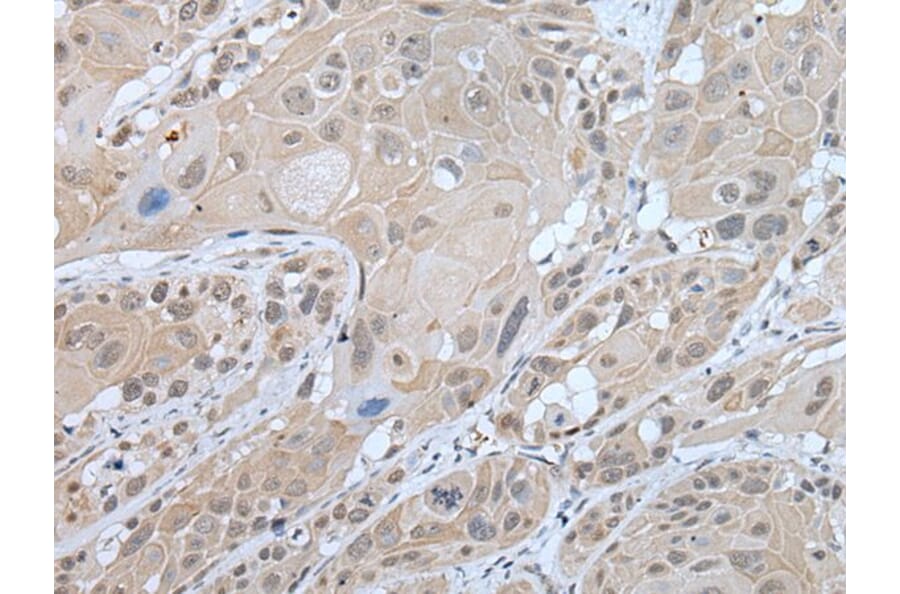 WFS1 Antibody from Signalway Antibody (43590) - Antibodies.com