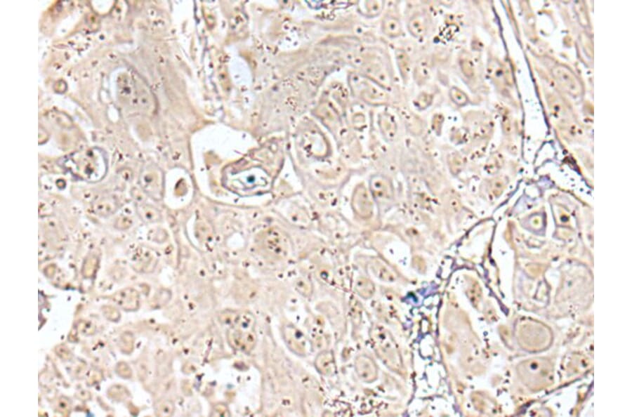 VRK3 Antibody from Signalway Antibody (43596) - Antibodies.com