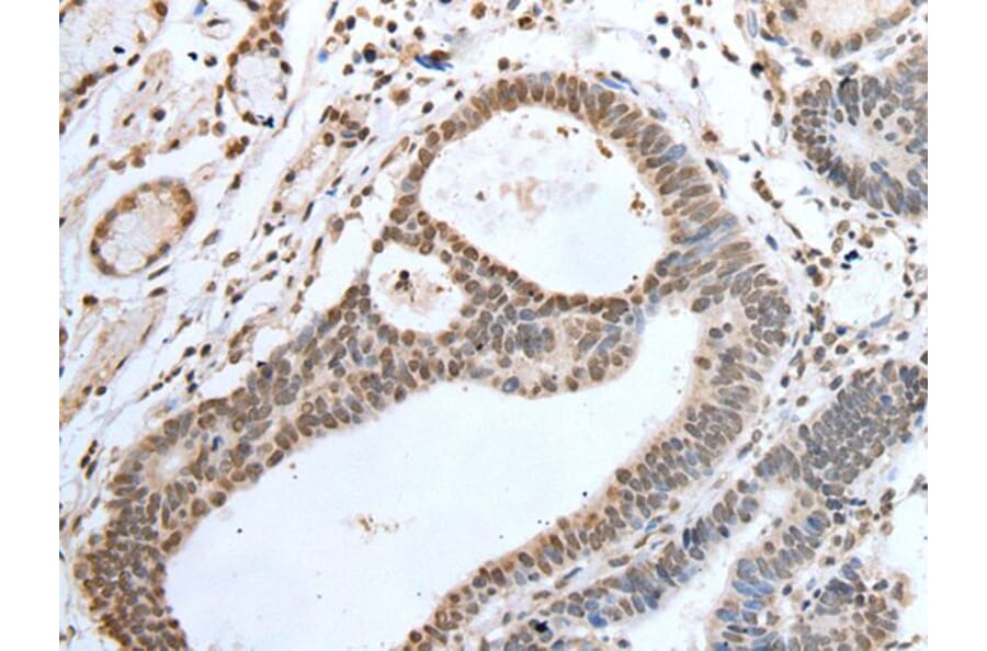 VSX1 Antibody from Signalway Antibody (43597) - Antibodies.com