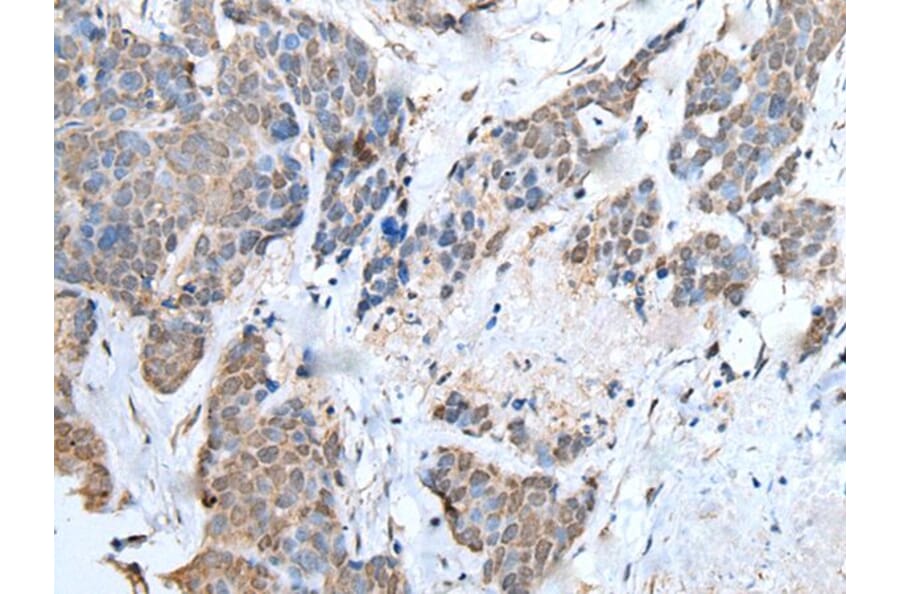 UBA6 Antibody from Signalway Antibody (43598) - Antibodies.com