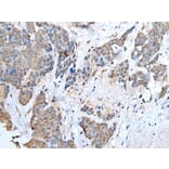 UBA6 Antibody from Signalway Antibody (43598) - Antibodies.com