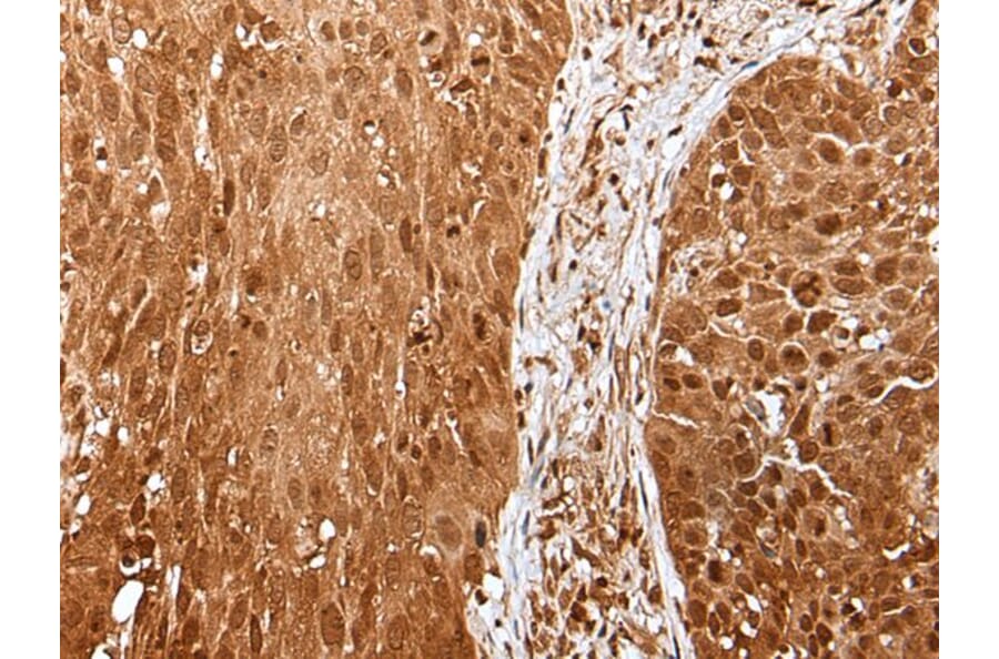 UBA7 Antibody from Signalway Antibody (43610) - Antibodies.com