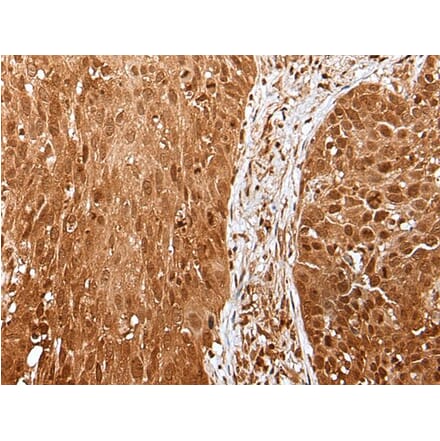 UBA7 Antibody from Signalway Antibody (43610) - Antibodies.com