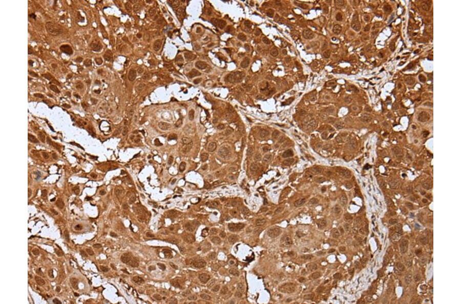 UBA7 Antibody from Signalway Antibody (43610) - Antibodies.com