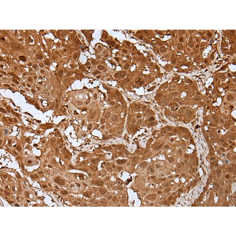 UBA7 Antibody from Signalway Antibody (43610) - Antibodies.com