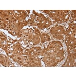 UBA7 Antibody from Signalway Antibody (43610) - Antibodies.com