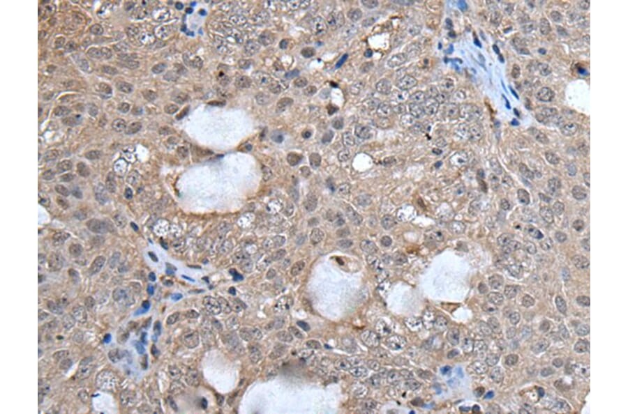 UFM1 Antibody from Signalway Antibody (43613) - Antibodies.com