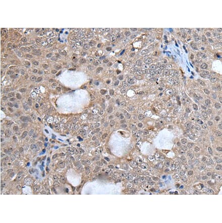 UFM1 Antibody from Signalway Antibody (43613) - Antibodies.com