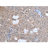 UFM1 Antibody from Signalway Antibody (43613) - Antibodies.com