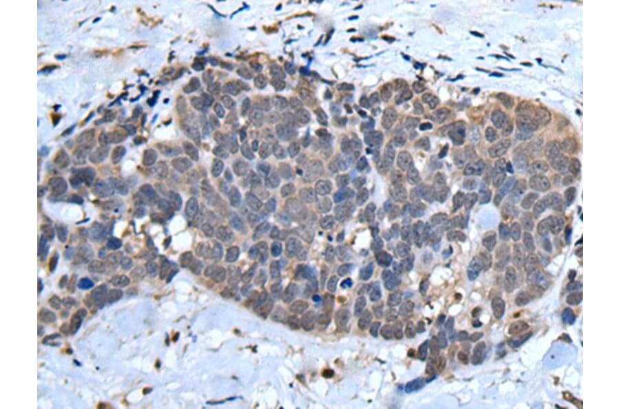 UFM1 Antibody from Signalway Antibody (43613) - Antibodies.com