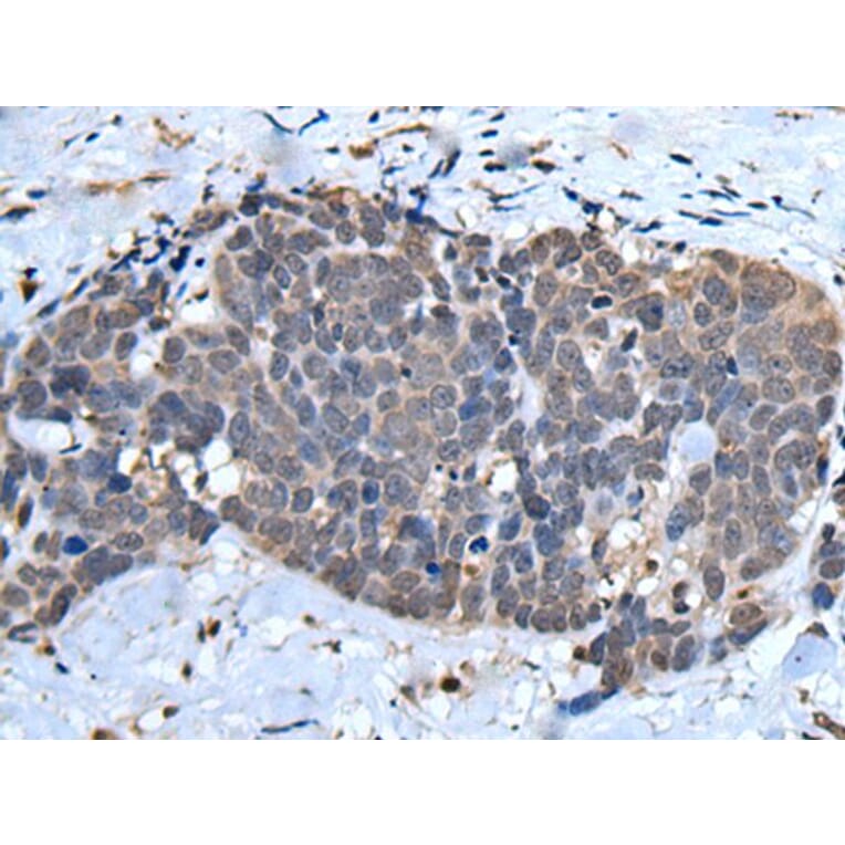 UFM1 Antibody from Signalway Antibody (43613) - Antibodies.com