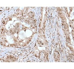 USP3 Antibody from Signalway Antibody (43620) - Antibodies.com