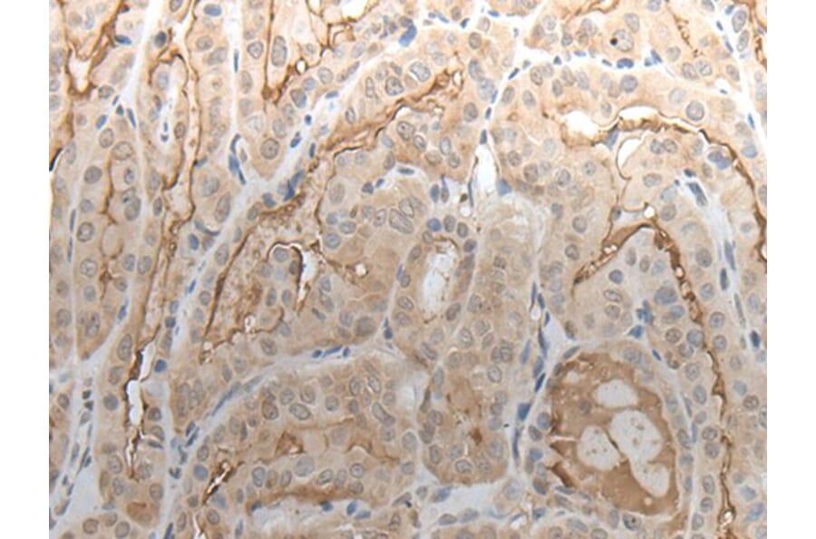 VAV3 Antibody from Signalway Antibody (43646) - Antibodies.com