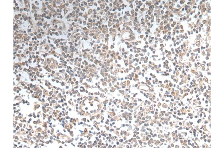 VAV3 Antibody from Signalway Antibody (43646) - Antibodies.com