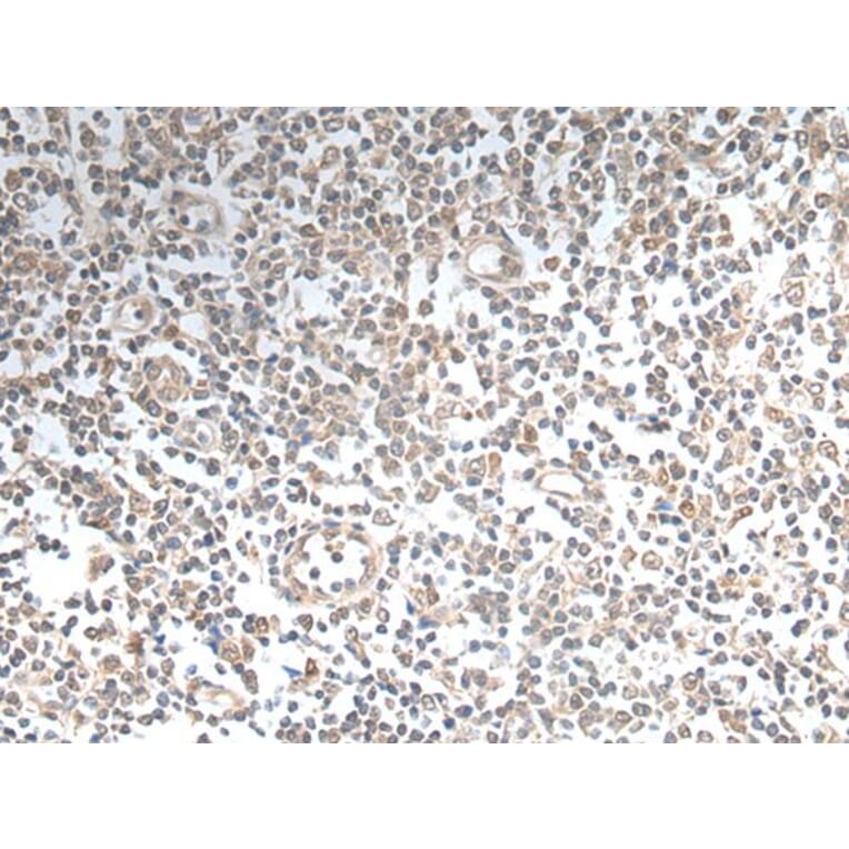 VAV3 Antibody from Signalway Antibody (43646) - Antibodies.com