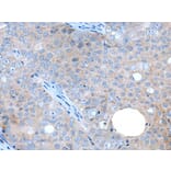 WAPL Antibody from Signalway Antibody (43647) - Antibodies.com