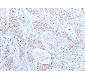 XAF1 Antibody from Signalway Antibody (43649) - Antibodies.com