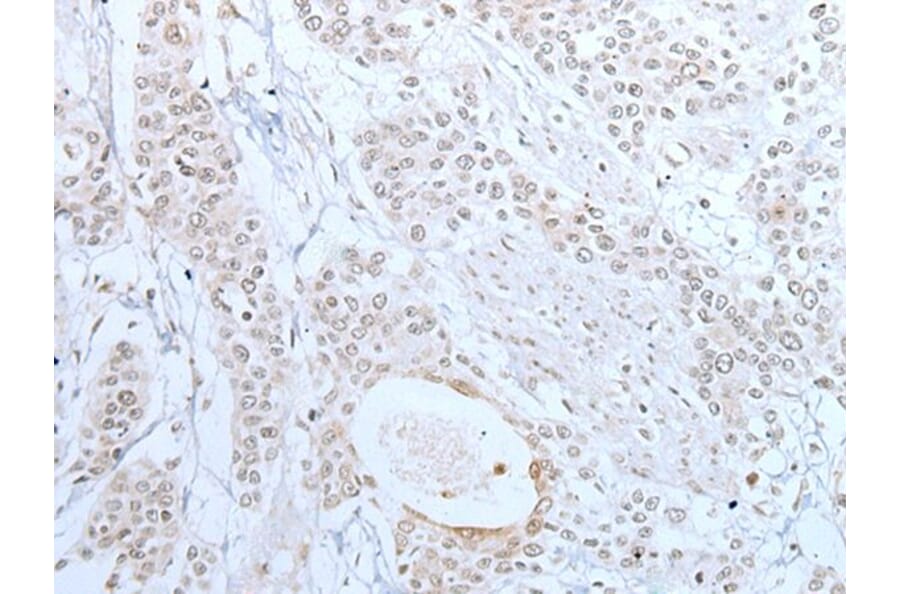 XAF1 Antibody from Signalway Antibody (43649) - Antibodies.com