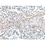 XAF1 Antibody from Signalway Antibody (43649) - Antibodies.com