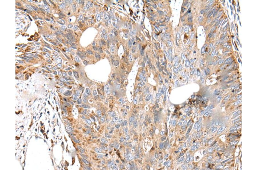 CTSS Antibody from Signalway Antibody (43650) - Antibodies.com