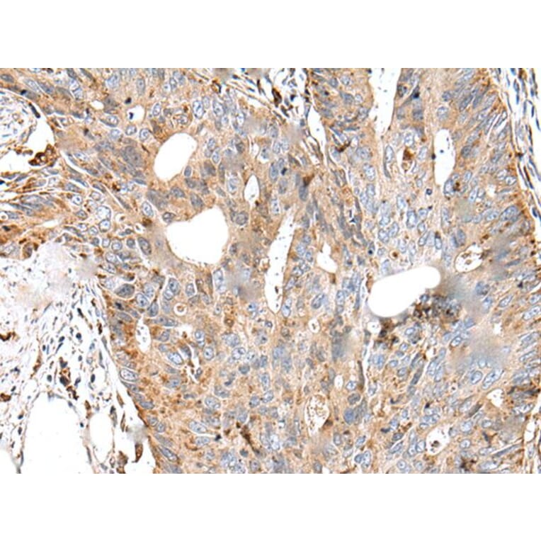 CTSS Antibody from Signalway Antibody (43650) - Antibodies.com