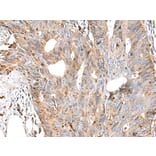 CTSS Antibody from Signalway Antibody (43650) - Antibodies.com