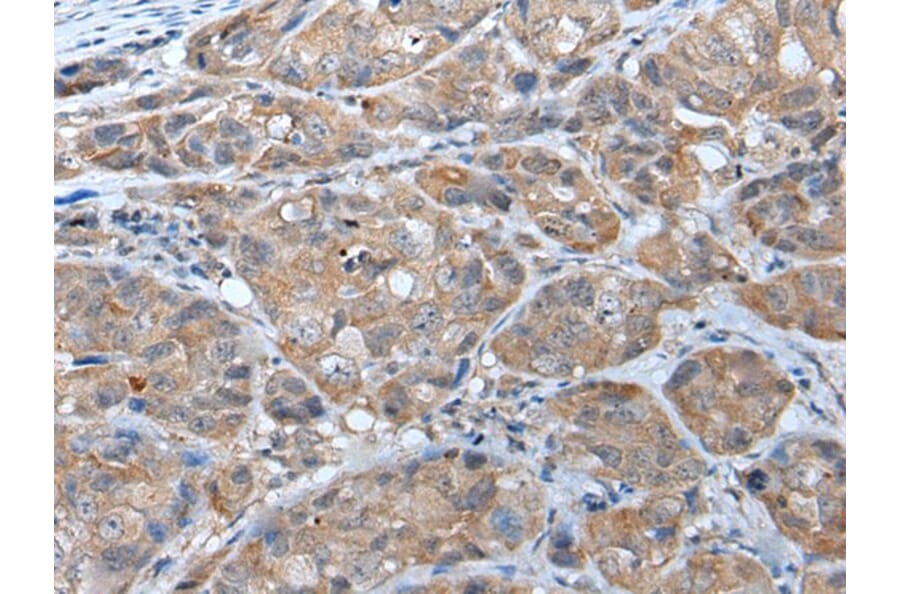 DRD2 Antibody from Signalway Antibody (43657) - Antibodies.com